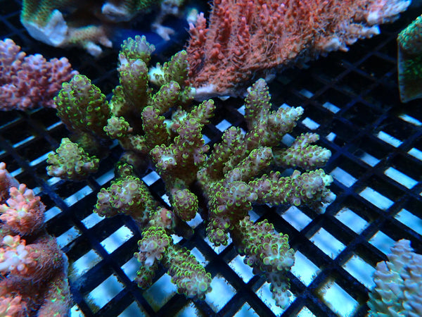 Ultra Acropora medium