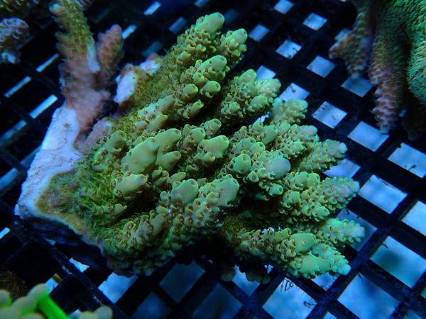 Ultra Acropora medium