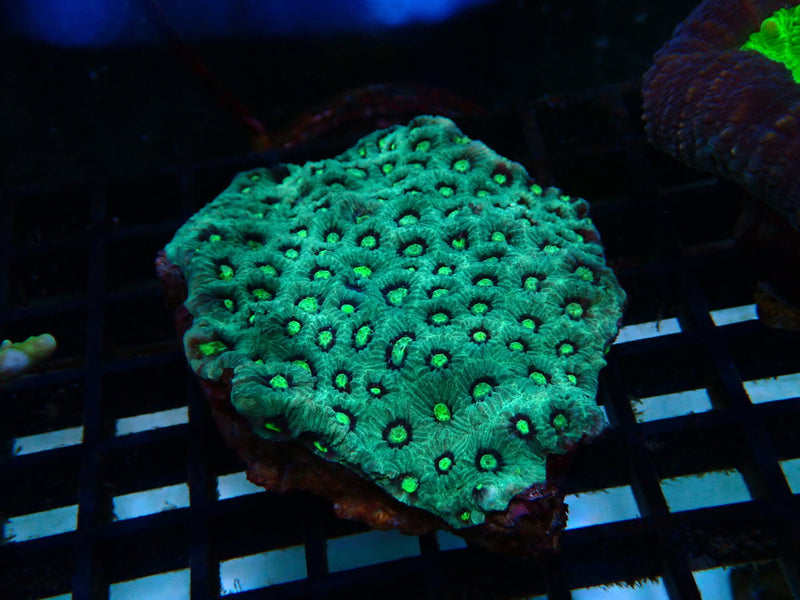 War Coral