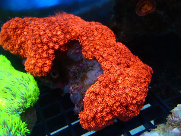 Red Goni Large
