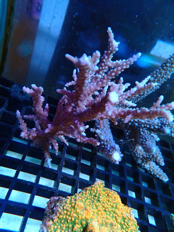 Acropora