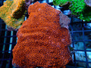 Montipora spp Large