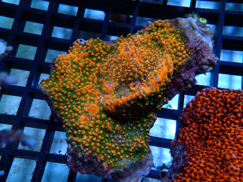 Montipora spp Ultra medium