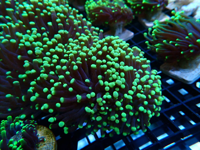 QLD Torch Green