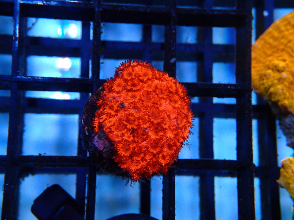 Goni Spp Frag