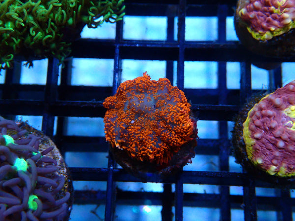 Ultra Rhodactis small