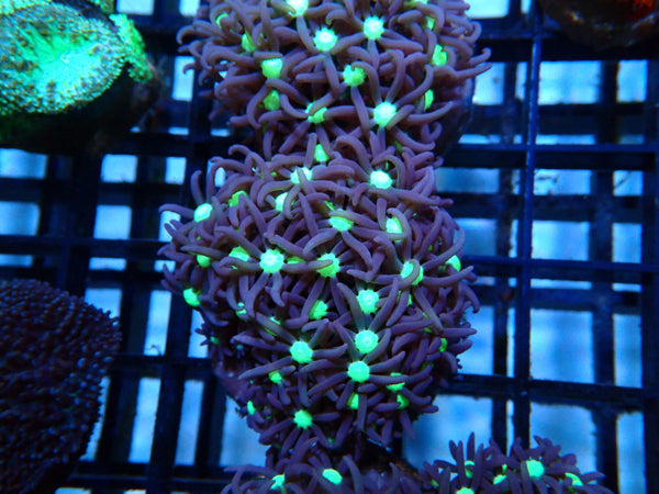 Star Polyps Frag