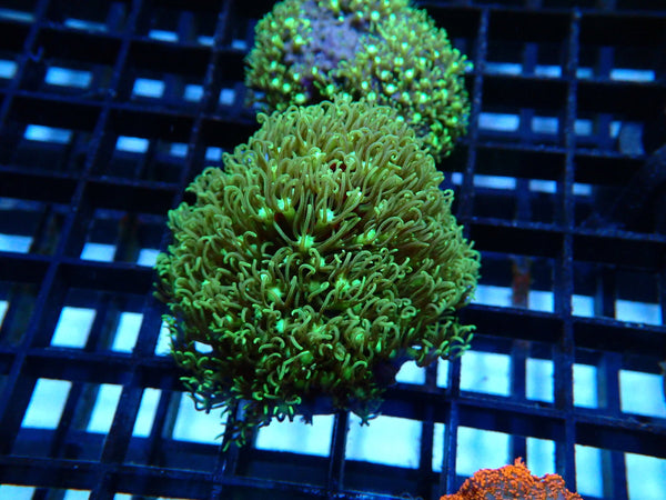 Star Polyps Frag