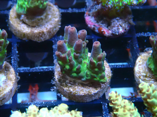 Ultra Acropora Frag