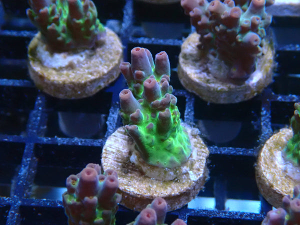Ultra Acropora Frag
