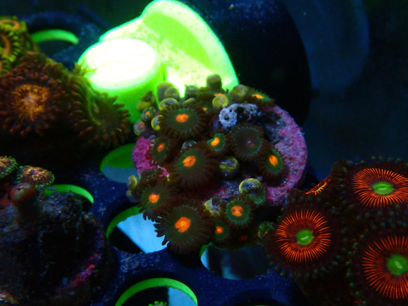 Zoa Frag