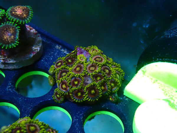 Zoa Frag