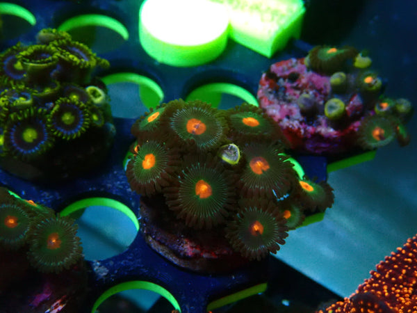 Zoa Frag