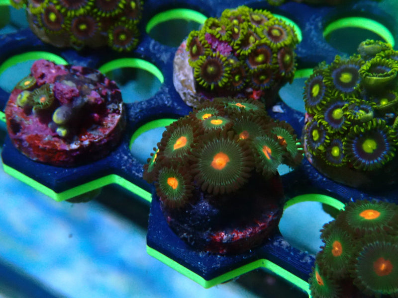 Zoa Frag