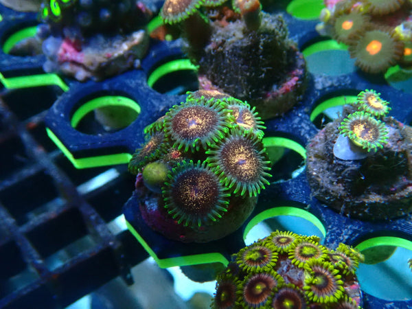 Zoa Frag