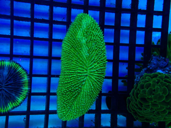 Herpolitha spp