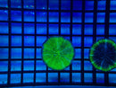 Green Fungia Disk