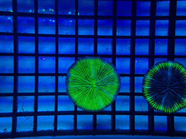 Green Fungia Disk