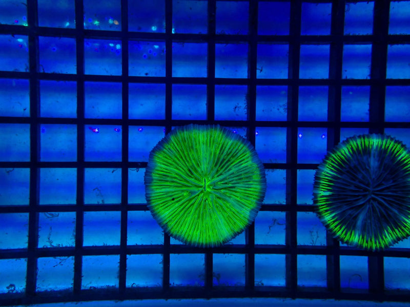 Green Fungia Disk