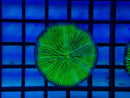 Green Fungia Disk