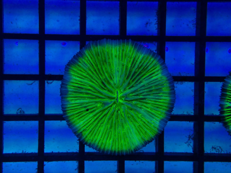 Green Fungia Disk