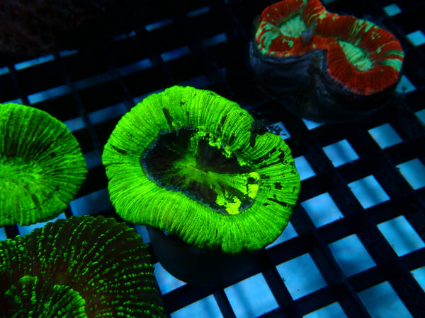 Trachy Green