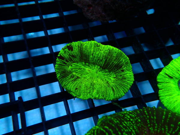 Trachy Green