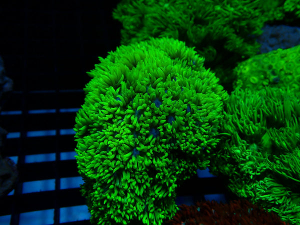 Goni Medium green