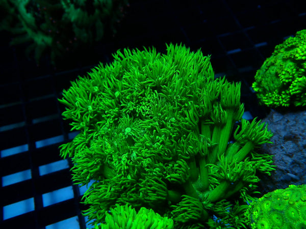 Goni Medium green