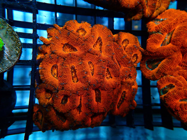 Red Acan Large