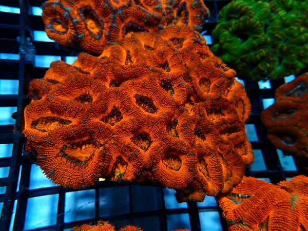 Red Acan Large