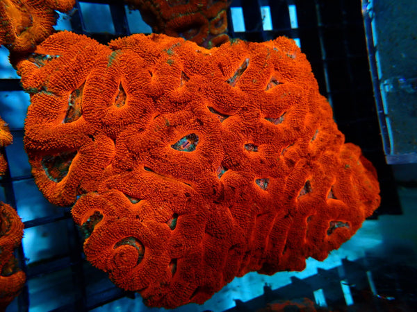 Red Acan Large