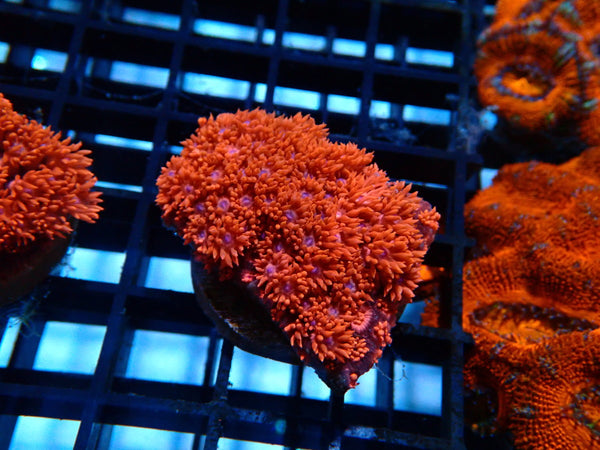 Red Goni Frag