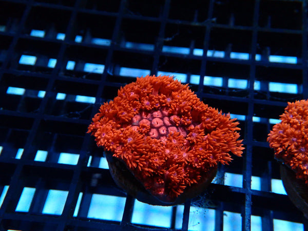 Red Goni Frag