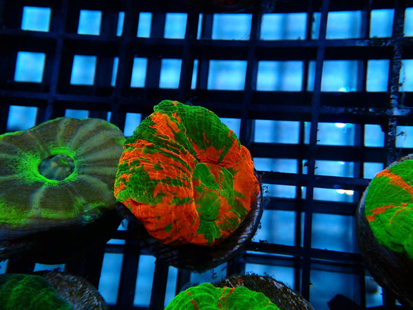 Ultra Scoly Frag