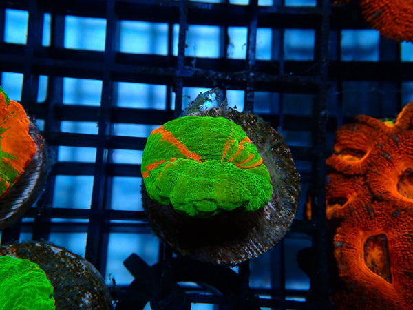 Ultra Scoly Frag