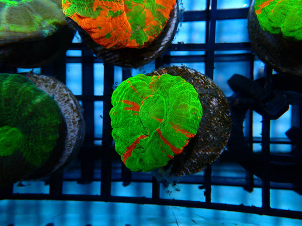 Ultra Scoly Frag