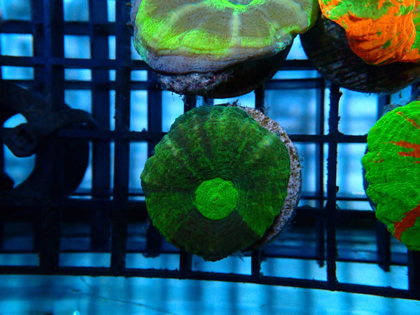 Scoly Frag