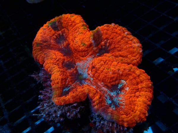 Symphyllia Unique