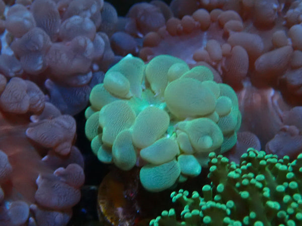 Bubble Coral Frag