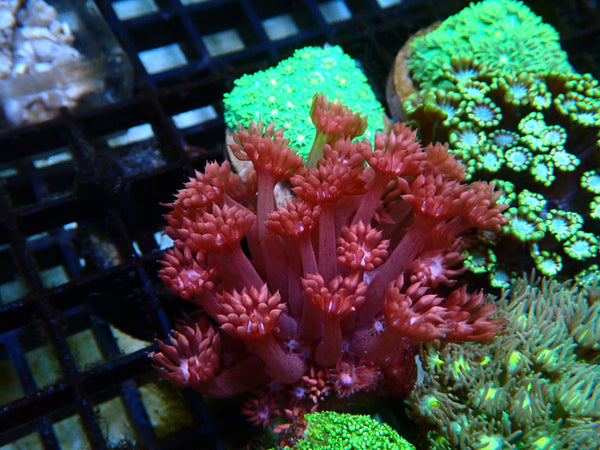 Goni frag pink