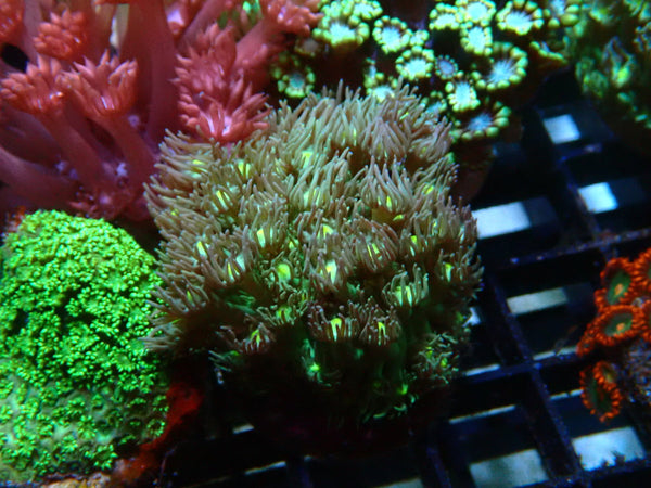 Goni frag