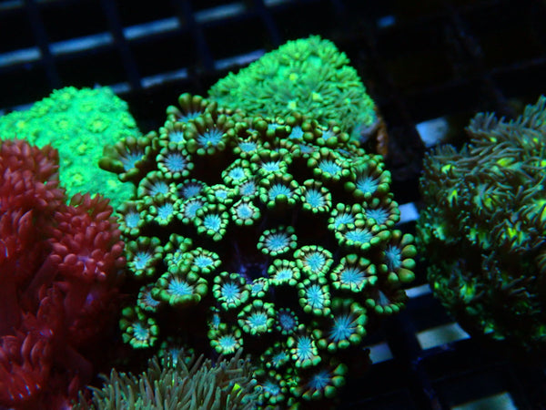 Ultra Alveo frag