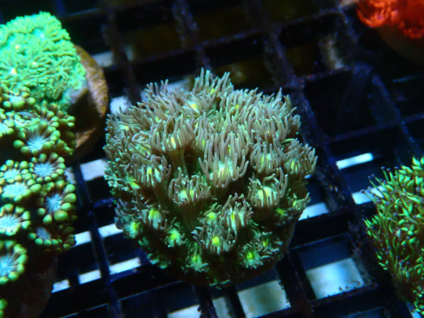 Goni frag