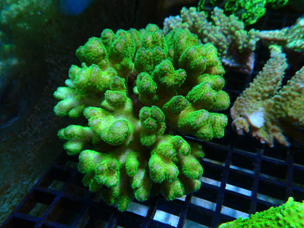 Pocillopora Medium very bright