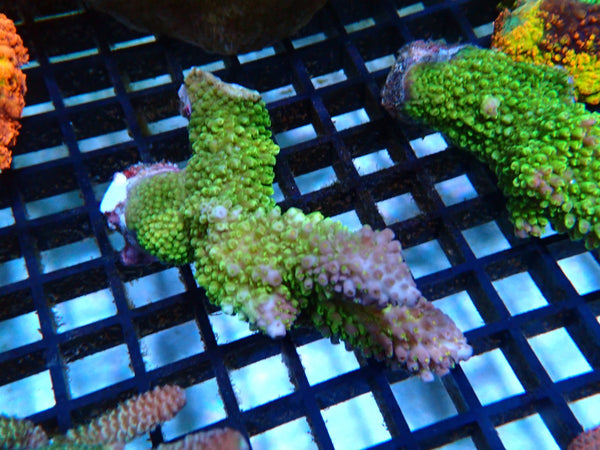 GBR Aquatics Acropora small