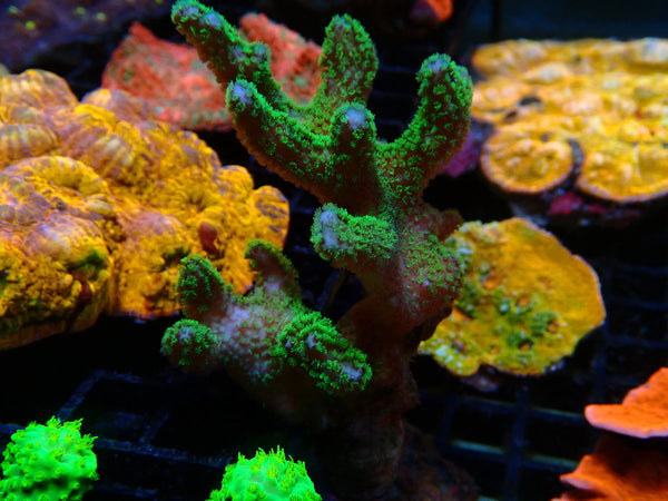Poci big Frag