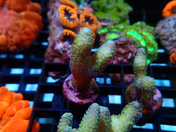 Local Grown SPS Frag