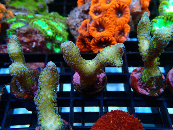 Local Grown SPS Frag