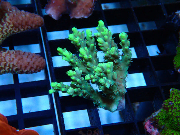 GBR Aquatics Acropora small